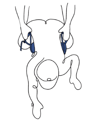 CORREA PARA PERROS DE LUJO PIVOT DE SPORTSHEETS